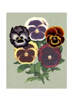 Tricolor Pansies II Fine Art Print