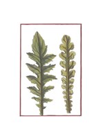 Vintage Leaf III Fine Art Print