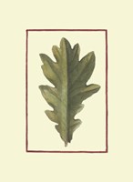 Vintage Leaf IV Fine Art Print