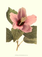 Hibiscus I Fine Art Print