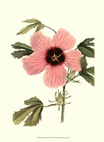 Hibiscus II Fine Art Print