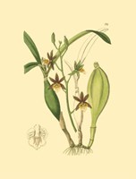 Orchids I Fine Art Print