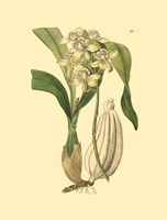 Orchids II Fine Art Print