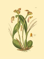 Orchids IV Fine Art Print