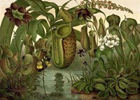 Venus Fly Trap Giclee