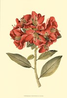 Blushing Rhodos I Fine Art Print