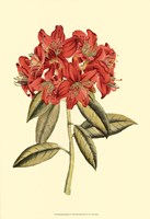 Blushing Rhodos II Fine Art Print