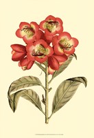 Blushing Rhodos III Fine Art Print