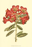 Blushing Rhodos IV Fine Art Print