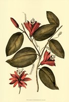 Coral Beauty IV Fine Art Print