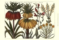 Printed Arena Botanical I Fine Art Print