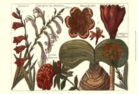 Printed Arena Botanical II Fine Art Print