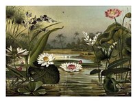 Waterlillies Fine Art Print