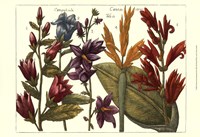 Printed Arena Botanical III Fine Art Print