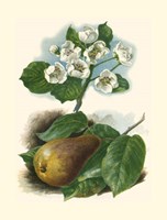 Pear Blosom Fine Art Print