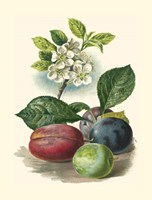 Plum Blossom Fine Art Print