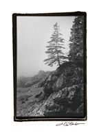 Lone Tree Fine Art Print