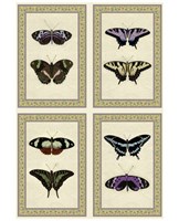Miniature Butterflies Fine Art Print