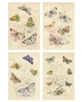 Jardini Butterflies Fine Art Print