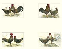 Miniature Roosters Fine Art Print