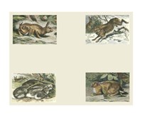 Micro Bunnies Fine Art Print