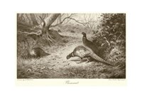 Pheasant Fine Art Print