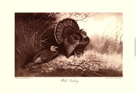 Wild Turkey Framed Print