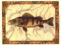 Yellow Perch on Map Fine Art Print