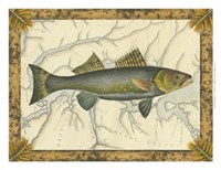 Walleye on Map Fine Art Print