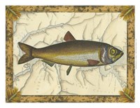 Herring on Map Fine Art Print