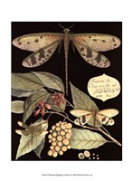 Whimsical Dragonfly on Black I Fine Art Print