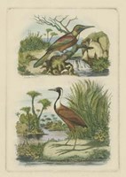 Exotic Birds III Fine Art Print