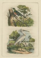 Exotic Birds IV Fine Art Print