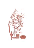 Shades of Coral I Fine Art Print