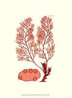 Shades of Coral II Fine Art Print