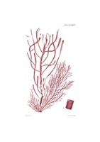 Shades of Coral III Fine Art Print