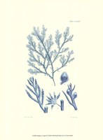 Shades of Aqua IV Framed Print