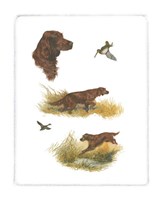 Irish Setter Fine Art Print