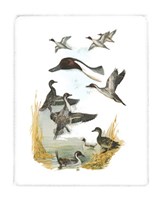 Red-headed Duck Fine Art Print