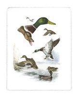 Mallard Fine Art Print