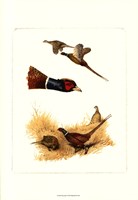 Pheasants Fine Art Print