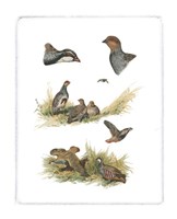 Partridge Fine Art Print