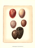 Bird Egg Study VI Fine Art Print