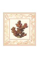 Coral with Shell Border II Fine Art Print