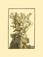 Coral by the Sea I Fine Art Print