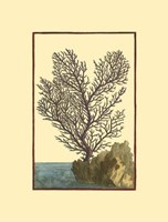Coral by the Sea II Fine Art Print