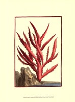 Coral by the Sea III Framed Print