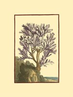 Coral by the Sea V Fine Art Print