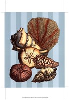 Shell and Coral on Aqua II Fine Art Print