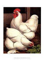 Cassell's Roosters I Framed Print